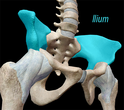 Human Pelvic Girdle Anatomy 8405